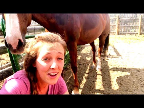 Vliegenspray Paard Maken Met Hertshoornolie: Natuurlijke Bescherming Tegen Vliegen.