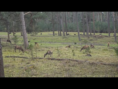 Webcam Park De Hoge Veluwe: Een Blik Op De Pracht Van De Natuur