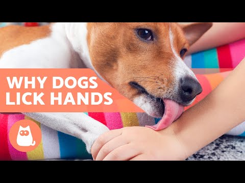 Waarom Likken Honden Je Hand? Het Mysterie Ontrafeld!