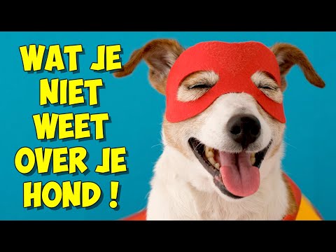 Weetjes Over Honden Voor Spreekbeurt: Leer Interessante Feiten!