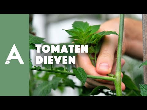 Cherry Tomaten Dieven: Wel Of Niet Nodig?