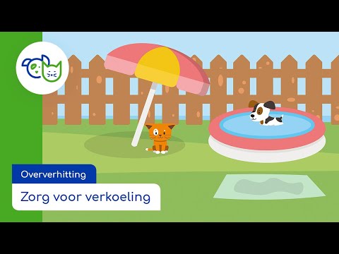 Hond Afkoelen Bij Warm Weer: Tips En Tricks