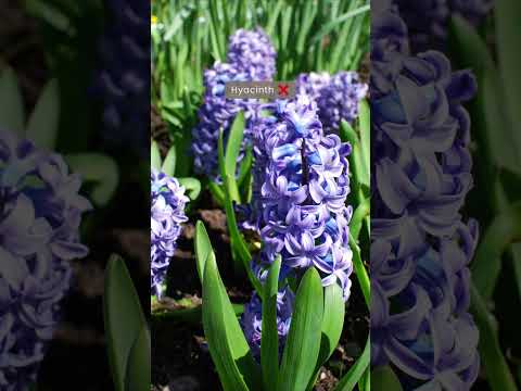 Welke Planten Zijn Giftig Voor Konijnen: Een Overzicht Van Gevaarlijke Flora