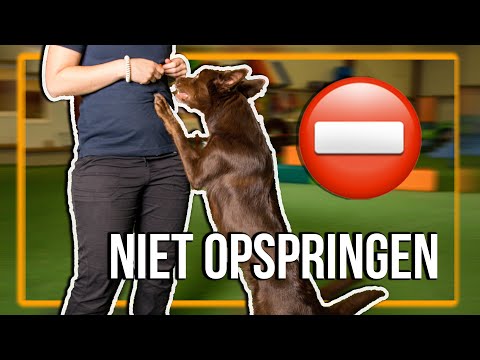 Waarom Springt Een Hond Tegen Je Op? Een Uitleg.