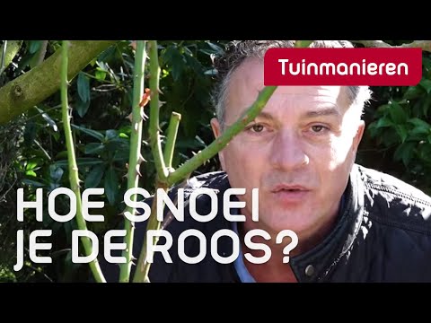 Hoe Snoei Je Rozen Als Een Pro: Praktische Tips En Trucs!