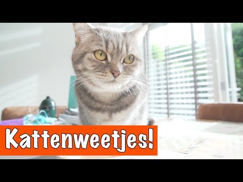 10 Katten weetjes! | DierenpraatTV