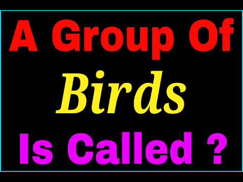 A group of Birds is called | collective noun of Birds