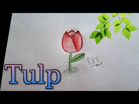 Hoe teken je een Tulp?