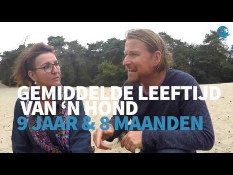 Hoe Oud Wordt Een Hond Gemiddeld?