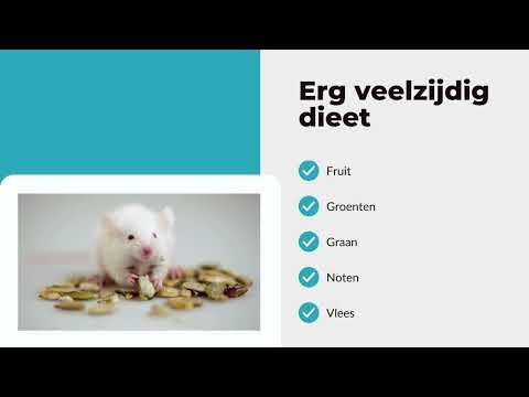 Wat Vindt Een Muis Lekker? Ontdek De Favoriete Lekkernijen Van Muizen.